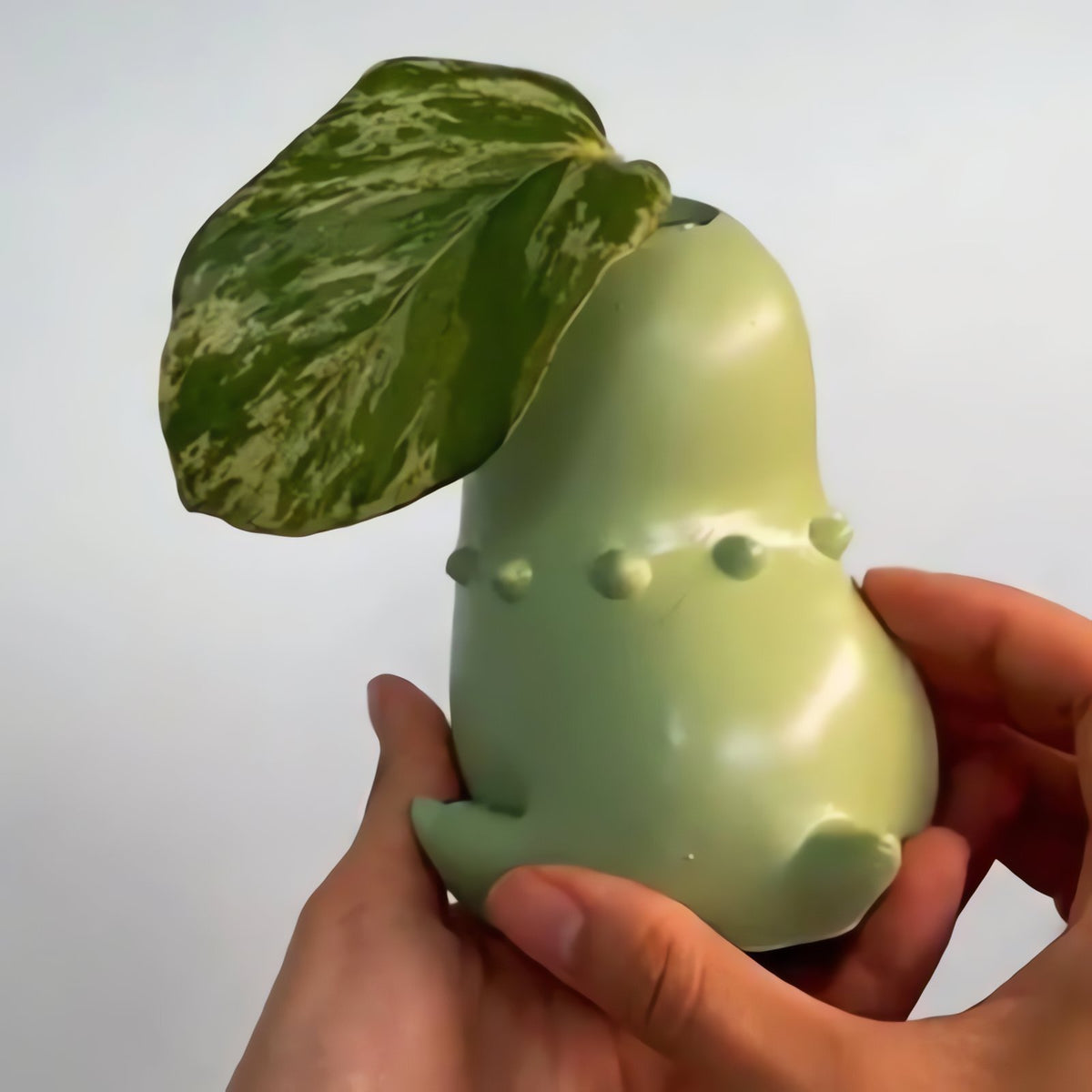 Chikorita plant pot – photo 5